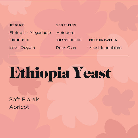 Ethiopia Yeast